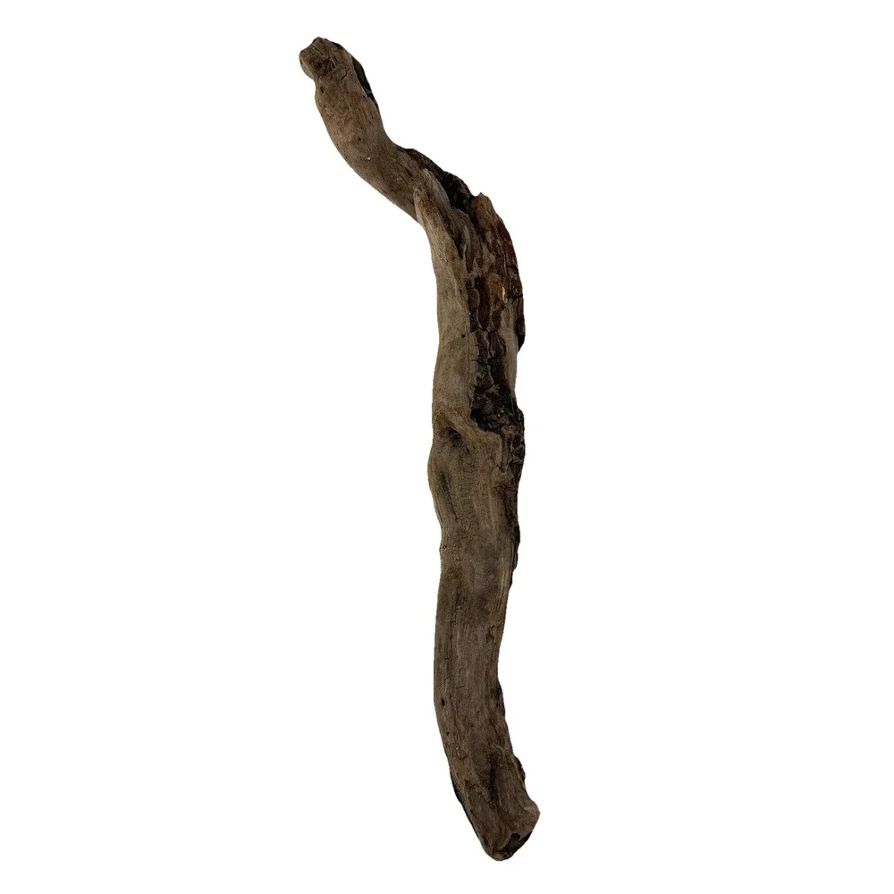 Curved California Coast Driftwood Branch – Sinuous Form 19” Natural Wood